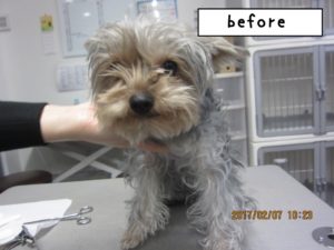 カット前ヨーキー