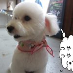 横顔おすましトイプードル