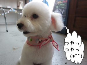 横顔おすましトイプードル