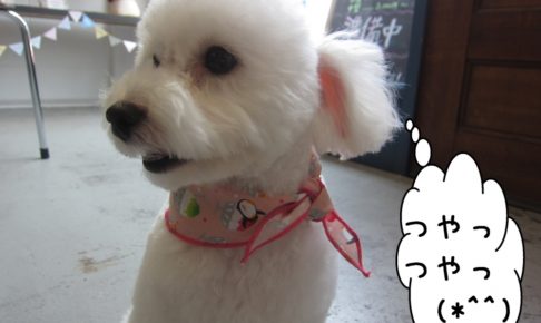 横顔おすましトイプードル