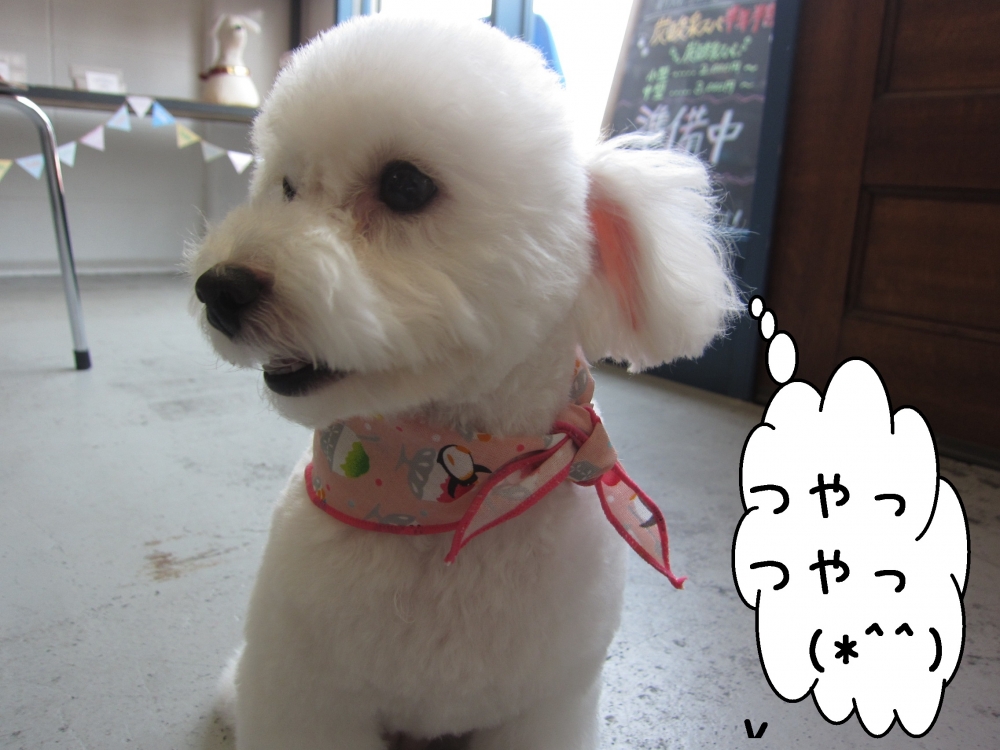 横顔おすましトイプードル