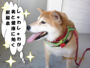 施術後柴犬