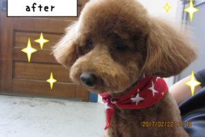 おすましトイプードル