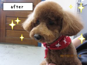 おすましトイプードル