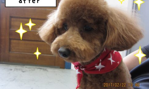 おすましトイプードル