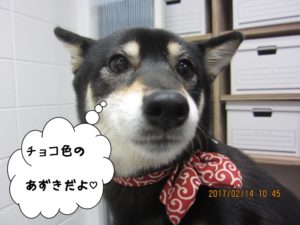 施術後柴犬
