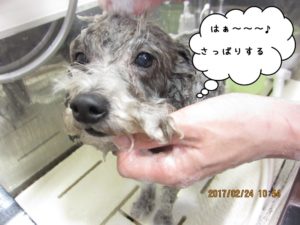 シャンプー中トイプードル