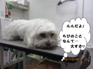 マルチーズカット前