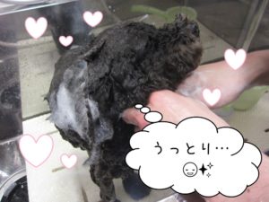 シャンプー中トイプードル
