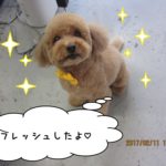 おすましトイプードル