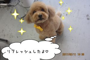 おすましトイプードル