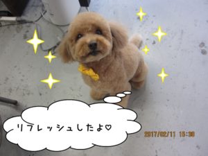 おすましトイプードル