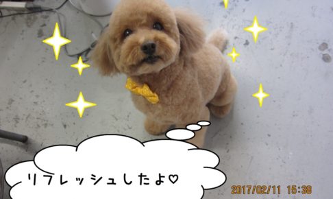 おすましトイプードル