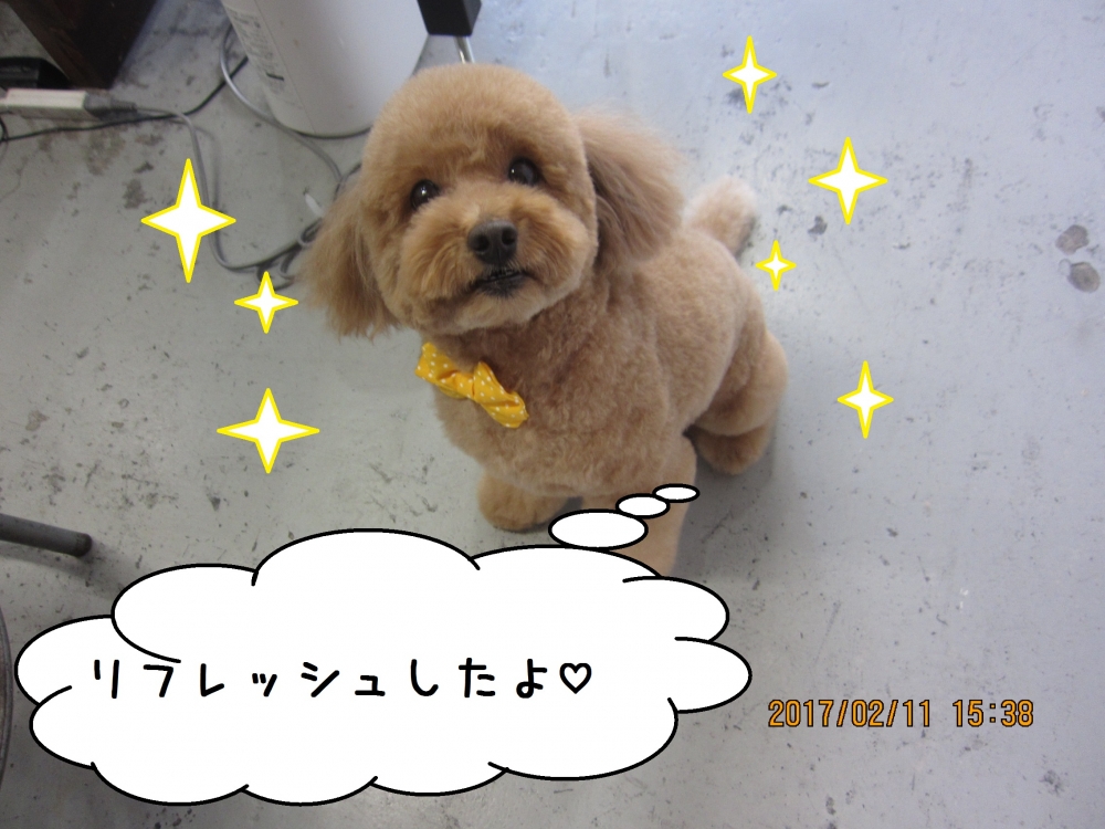 おすましトイプードル