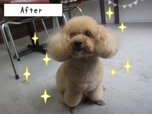 おすましトイプードル