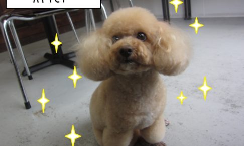 おすましトイプードル