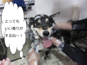シャンプー中柴犬