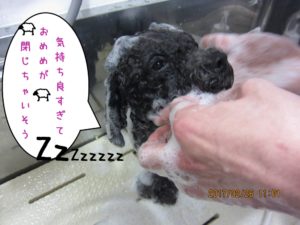 シャンプー中トイプードル