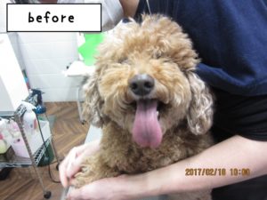 カット前トイプードル