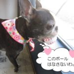 窓際ボストンテリア