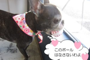 窓際ボストンテリア