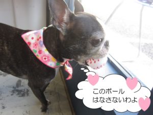 窓際ボストンテリア