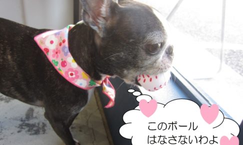 窓際ボストンテリア