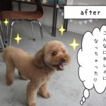 カット後トイプードル