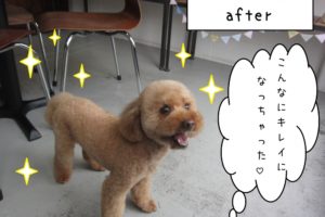 カット後トイプードル