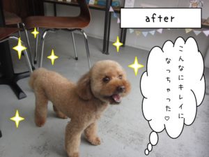 カット後トイプードル