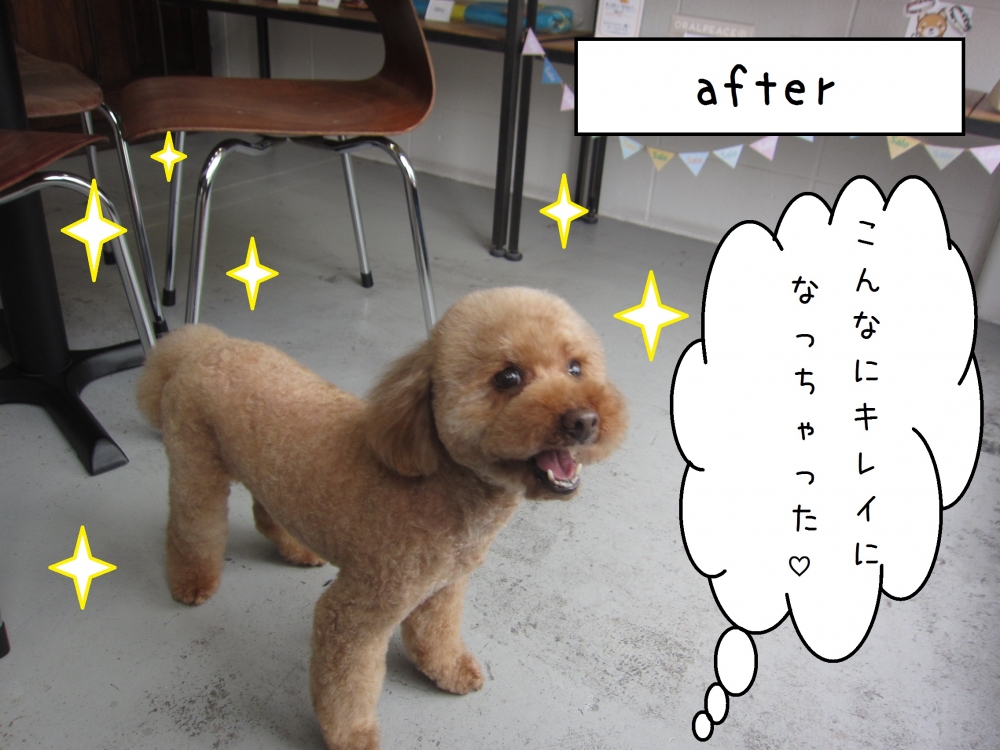 カット後トイプードル