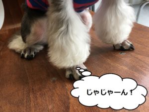 カット後Mシュナ脚