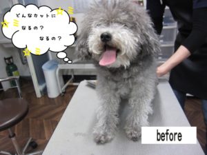 カット前トイプードル