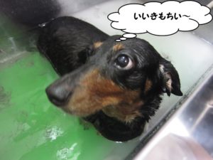 スパ中ミニチュアダックス