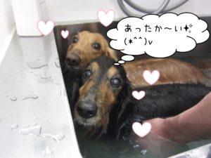 スパ中ミニチュアダックス