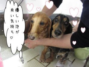 シャンプー中ミニチュアダックス