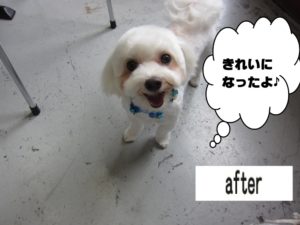 カット後マルチーズ