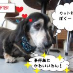 満足げミニチュアダックス