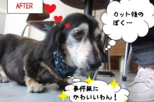 満足げミニチュアダックス