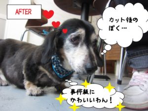 満足げミニチュアダックス