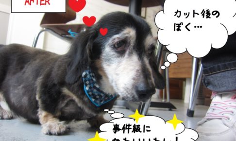 満足げミニチュアダックス