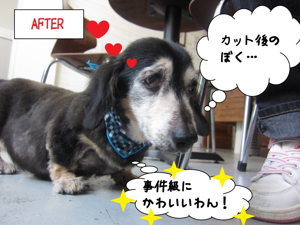 満足げミニチュアダックス