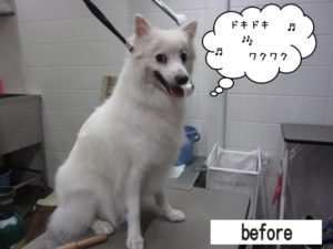 カット前スピッツ