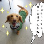 笑顔ミニチュアダックス