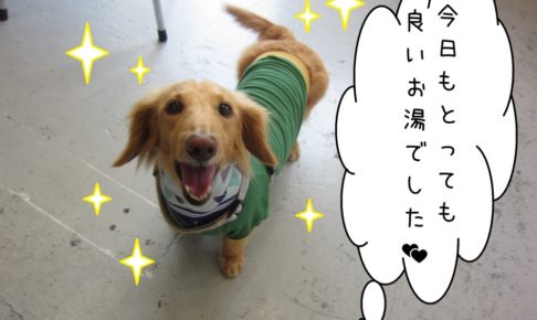 笑顔ミニチュアダックス