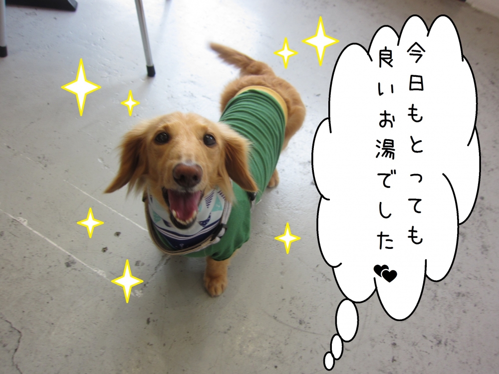 笑顔ミニチュアダックス