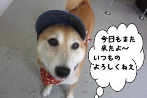帽子柴犬