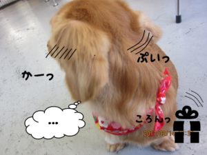 施術後ミニチュアダックス