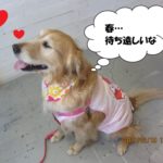 横顔笑顔ゴールデンレトリバー