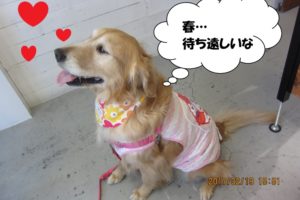 横顔笑顔ゴールデンレトリバー